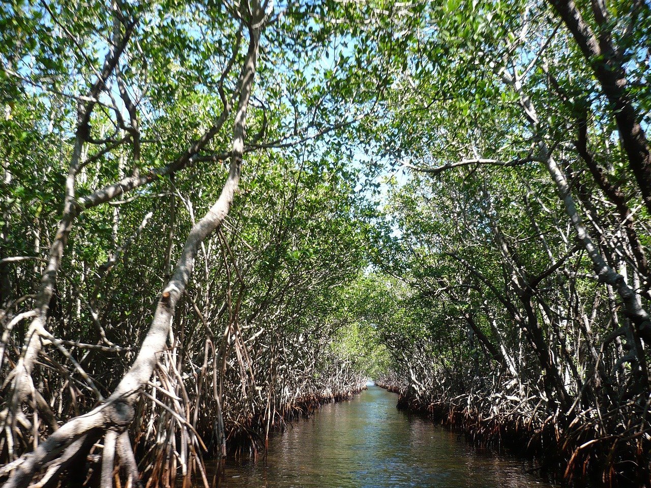 41 Ribu Mangrove Untuk Pariwisata Berkelanjutan – Bina Swadaya Konsultan